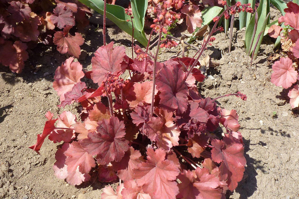 冬天凍不死的常綠植物，紅豆杉能抵抗零下25℃