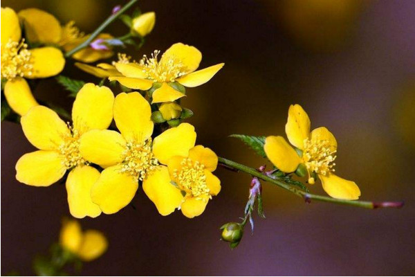 春天有哪些花開放，迎春花每年2~4月開放