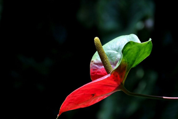 紅掌花怎么養，半月施肥一次保證充足光照