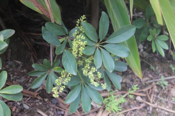 鵝掌藤會開花嗎，花期在每年的7月份