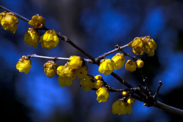 臘梅花可以放臥室嗎，可放在臥室通風(fēng)陽(yáng)臺(tái)處