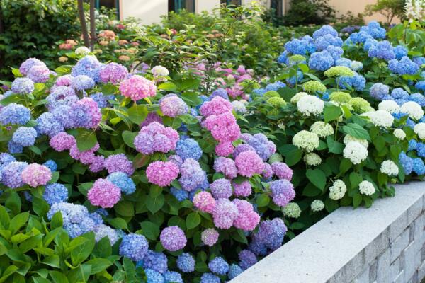 八仙花修剪方法，4步即可完成八仙花的修剪