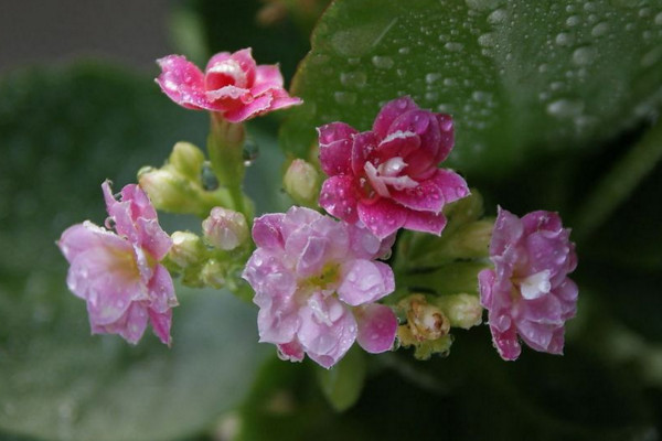 長壽花怎么不開花，光照不足澆水不當