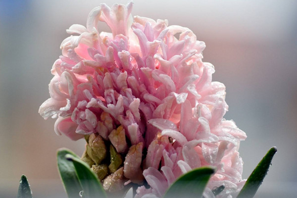 風信子一年開幾次花，開一次花在每年2~3月之間