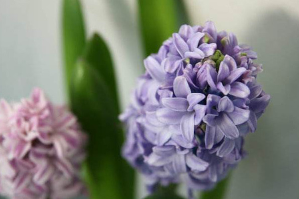 風信子一年開幾次花，開一次花在每年2~3月之間