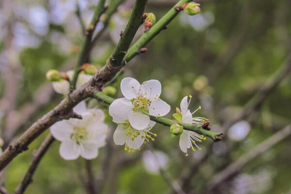 梅花爛根怎么處理，修剪根部然后更換盆土