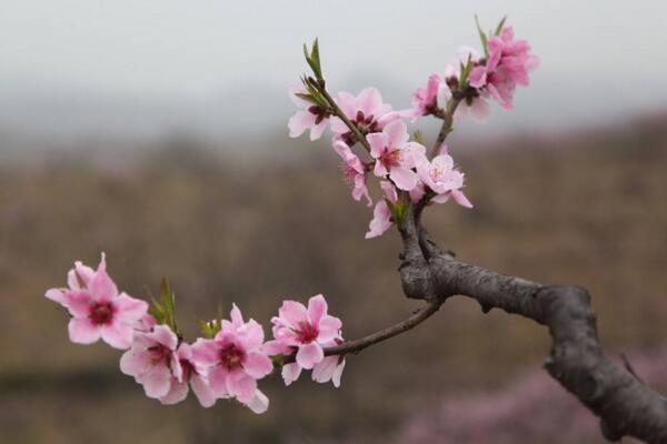 梅花爛根怎么處理，修剪根部然后更換盆土