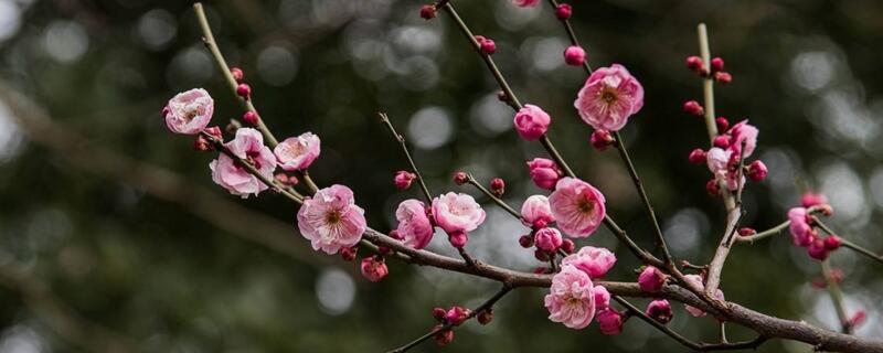 梅花如何過(guò)冬