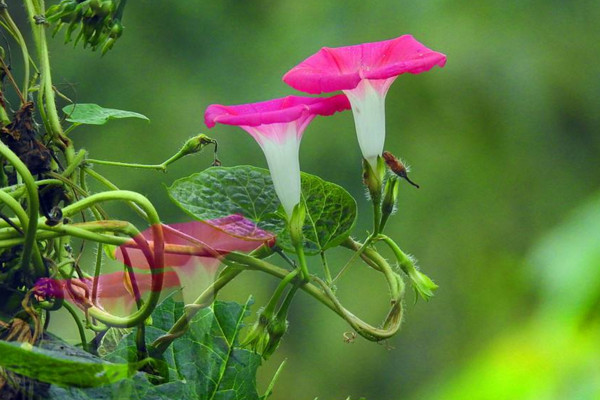 牽牛花傳播種子的方法，通過風和鳥類進行傳播