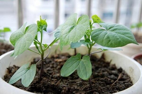 牽牛花傳播種子的方法，通過風和鳥類進行傳播