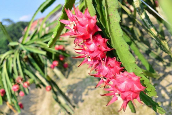 龍骨花的養(yǎng)殖方法，選擇疏松肥沃的沙質(zhì)土進(jìn)行養(yǎng)護(hù)