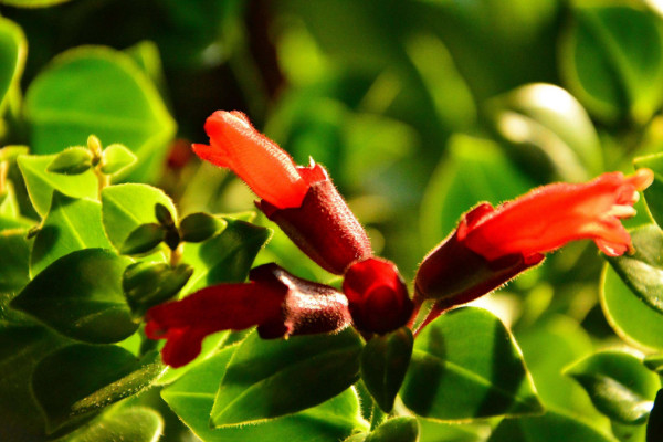 口紅吊蘭一年開幾次花，從11月開到第二年6月(只開一次)