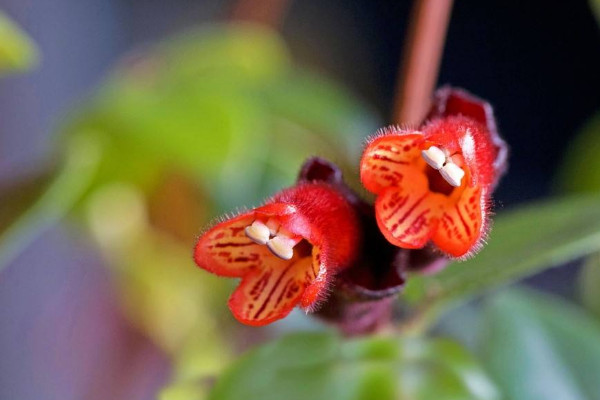 口紅吊蘭一年開幾次花，從11月開到第二年6月(只開一次)