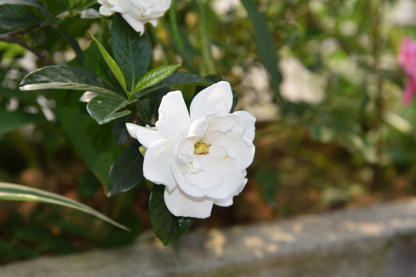 梔子花冬天怎么養(yǎng)，梔子花安全越冬4大要點