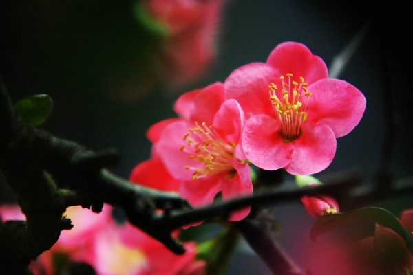 家里養海棠花不吉利，這種說法不可信