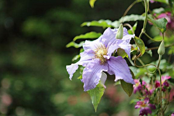 鐵線蓮種植與養(yǎng)護，4步即可完成植株的種植