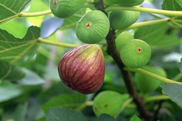 無花果盆栽的養殖方法，無花果養殖5大要點