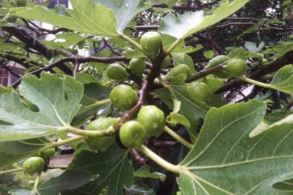 無花果盆栽的養殖方法，無花果養殖5大要點