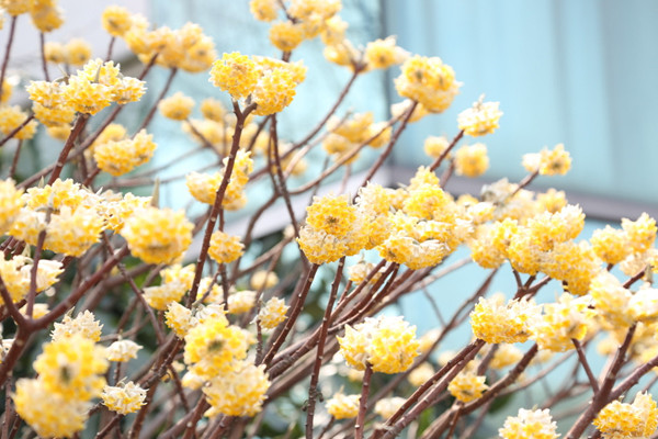 結(jié)香花怎么繁殖，主要有播種、扦插、分株三種方法