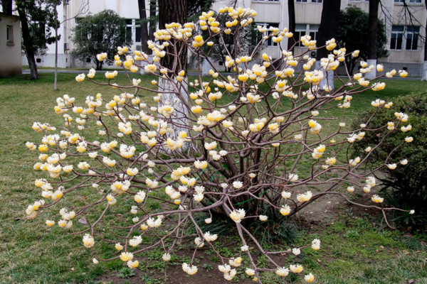 結(jié)香花怎么繁殖，主要有播種、扦插、分株三種方法