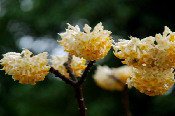 結(jié)香花怎么繁殖，主要有播種、扦插、分株三種方法