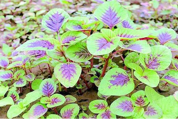 莧菜種植時間和方法，建議在每年的3~4月進行種植