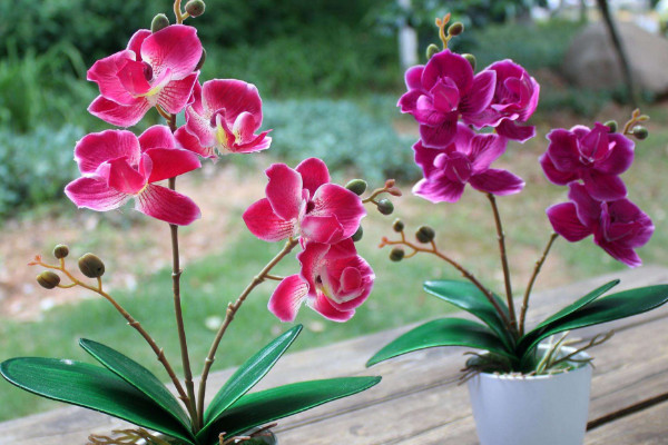 蝴蝶蘭種子催芽方法，浸泡催芽/埋土催芽/紙巾催芽