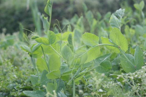 豌豆的種植方法和時(shí)間，春秋季種植成活率最高