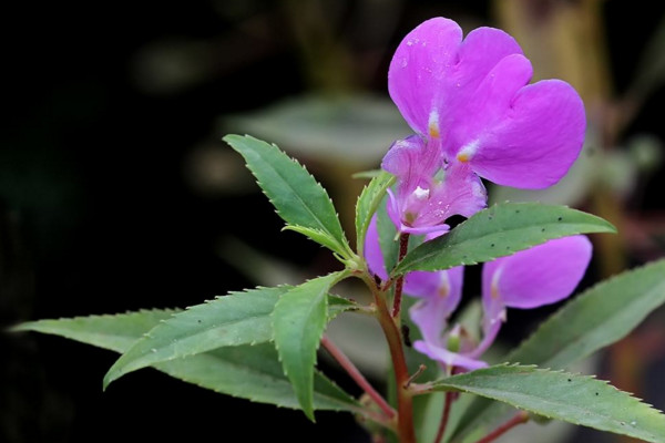 鳳仙花的種植方法，最佳種植時(shí)間在4月份