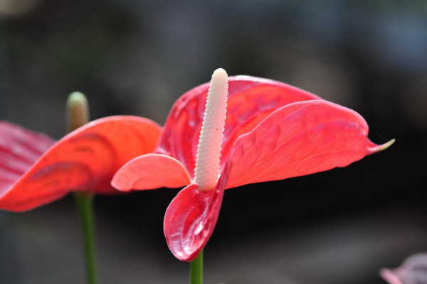 花期長的花有哪些，長春花/倒掛金鐘/四季海棠等