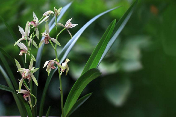 建蘭為什么不開花，可能是光照、養(yǎng)分不足導致