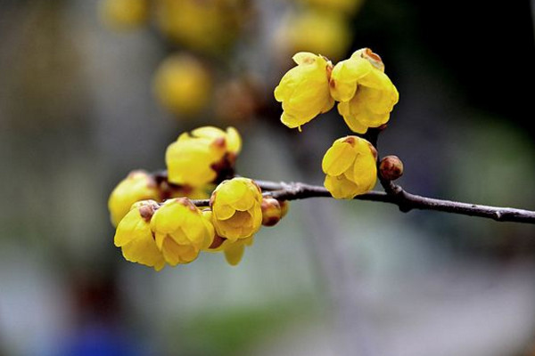 臘梅為什么不開花，可能是因為光照、養分不足