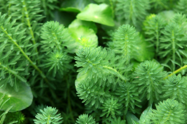 水生花卉有哪些，分為沉水/挺水/浮葉/漂浮四大種類