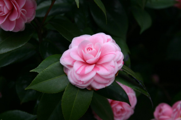 山茶花怎么修剪，枯枝爛葉/密生枝葉/花期后都要修剪