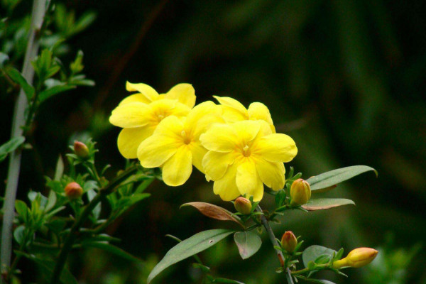 北方春天適合種什么花，迎春花/丁香花/玉簪花/茶花