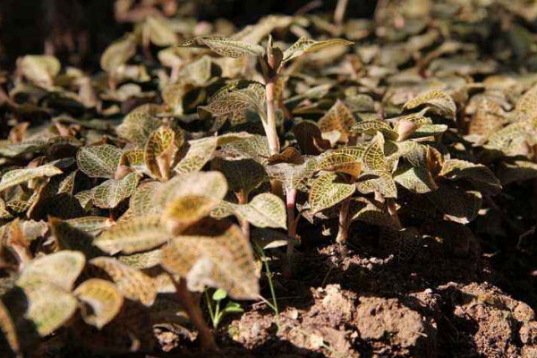 金線蓮種植方法，選用微酸性混合土壤栽植