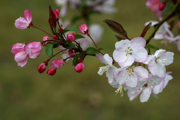 垂絲海棠什么時候開花，其花期在每年的3~4月