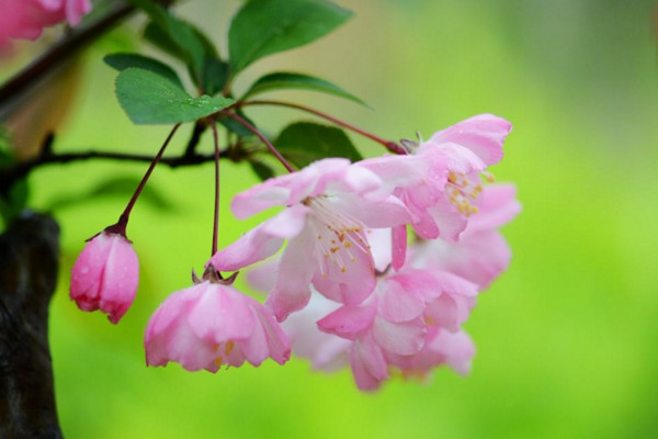 垂絲海棠什么時候開花，其花期在每年的3~4月