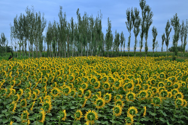 油葵種植方法，春季3月或者夏季6~7月份播種