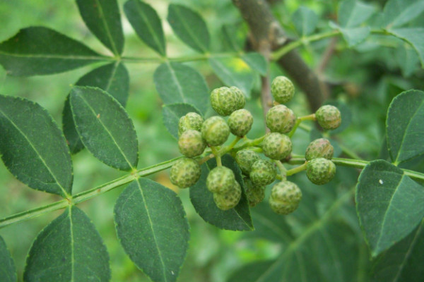 小花椒樹(shù)怎樣修剪，短截整形/花果期修剪/修剪老樹(shù)