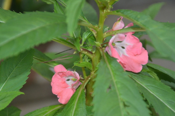 鳳仙花的栽培方法，可以通過以下4步進行