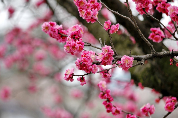 冬天有什么花開，梅花/茶花/臘梅花/瓜葉菊等