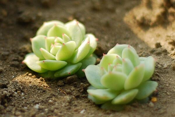 多肉要澆水嗎，教你判斷植株是否需要澆水