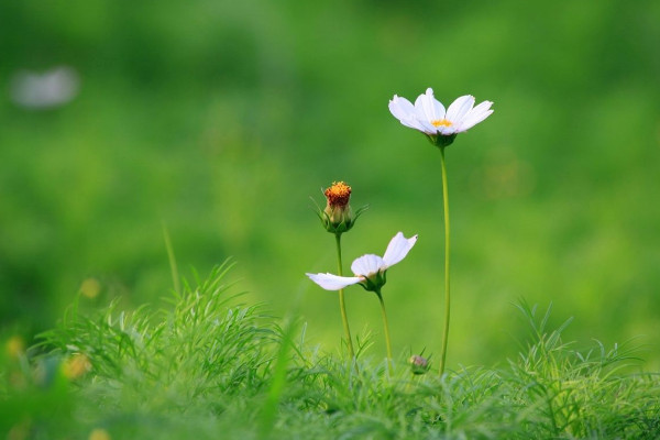 格桑花種子需要泡嗎，溫水浸泡可抵御病蟲害