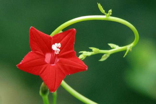 五角星花怎么養(yǎng)，土壤肥沃同時保證光照充足