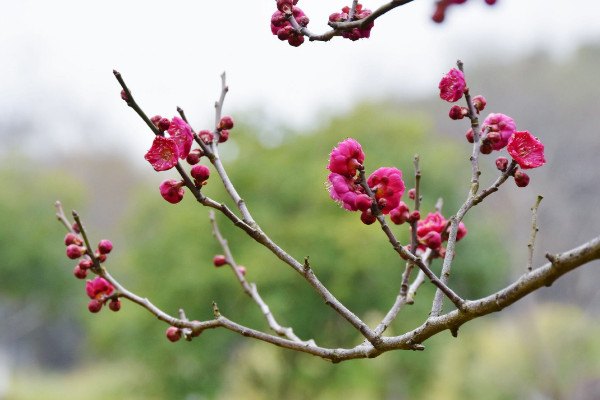 臘梅與梅花的區(qū)別，花期/花型/株型/香味不同