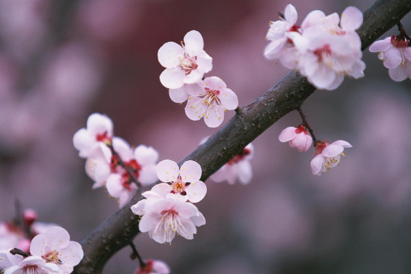 臘梅與梅花的區(qū)別，花期/花型/株型/香味不同