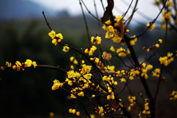 冬天有什么花開放，梅花/炮仗花/冬紅/滇山茶等