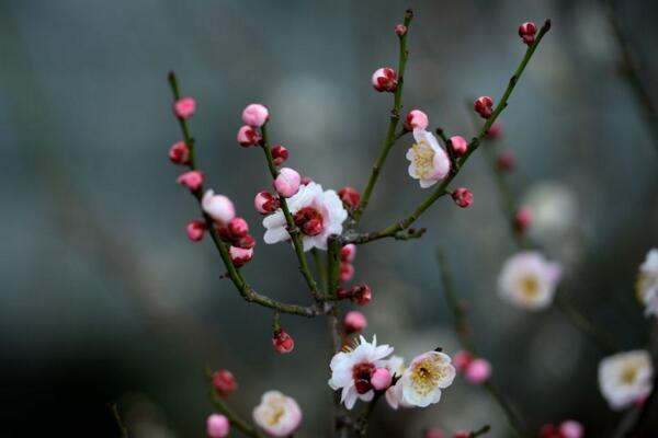 梅花的越冬管理，做好保暖措施并加強(qiáng)光照