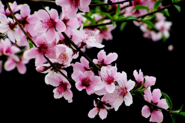 阿司匹林可以澆哪些花，蘭花、玫瑰花、月季花等